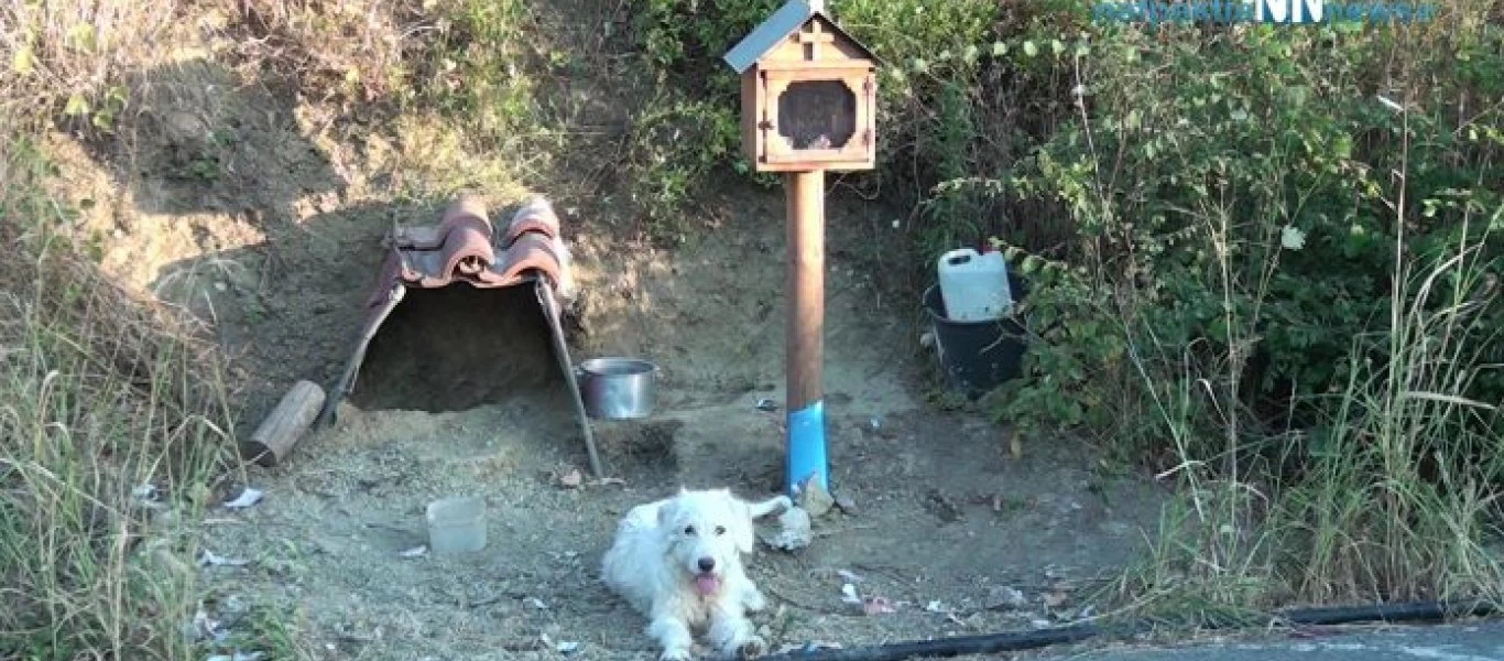 Σκυλάκι στην Ναυπακτία ζει εδώ και 1,5 χρόνο στο σημείο που σκοτώθηκε το αφεντικό του (βίντεο)